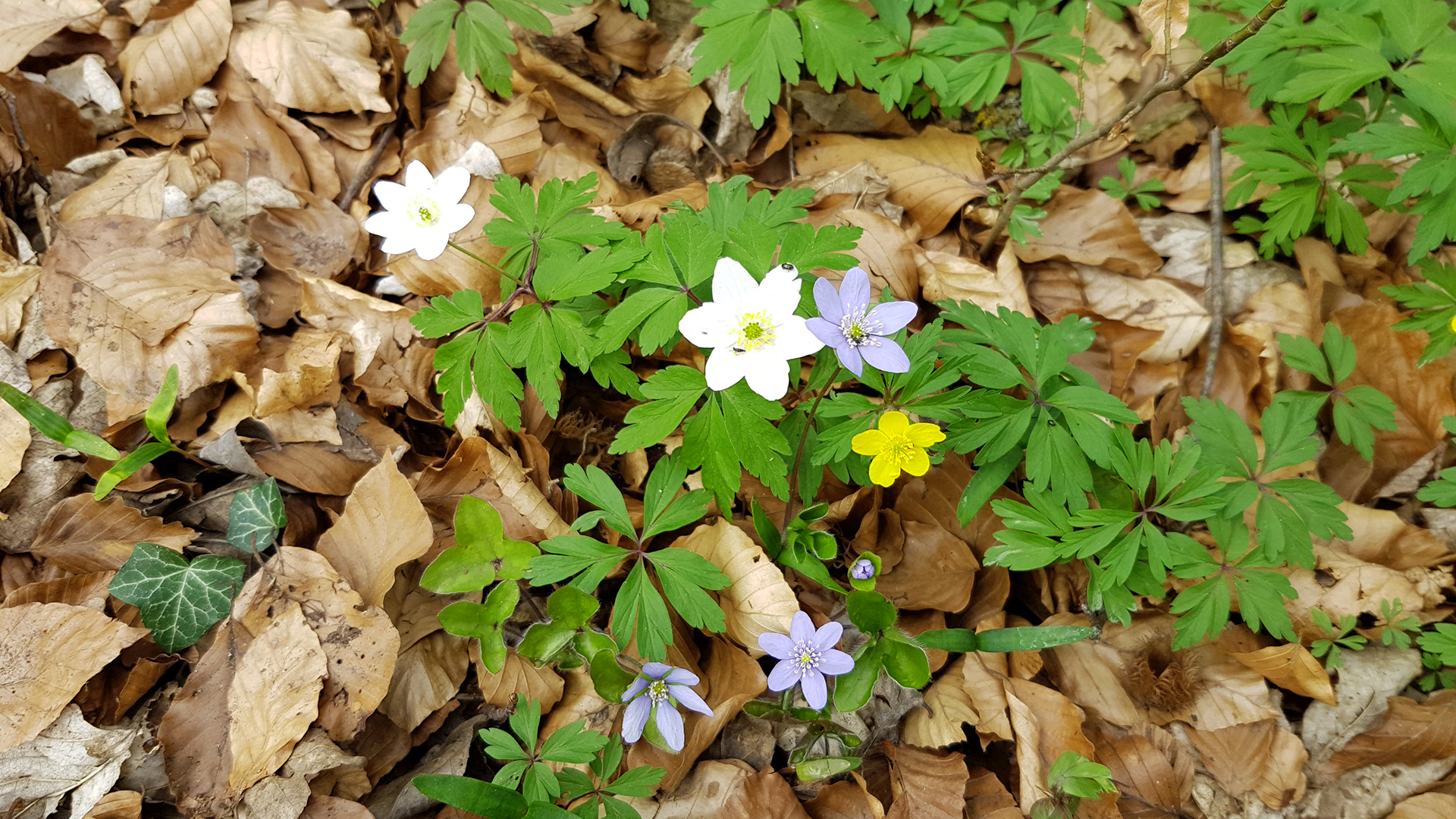 Frühlingsblüte der Buschwindröschen und Leberblümchen