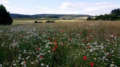 Das Kornfeld am Bauerngraben