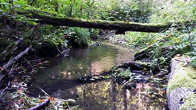 Der Tiefenbach bei Friedrichsbrunn