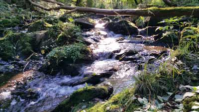 Die Luppbode bei Treseburg