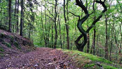 Ein seltsam verdrehter Baum bezaubert den Wanderer