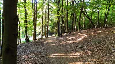 Waldweg