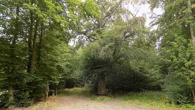 Alte Buche auf dem Lutherweg