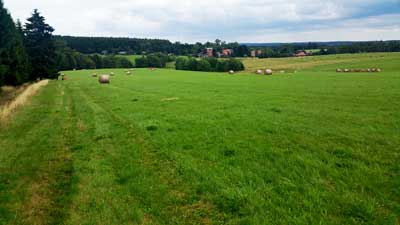 Wiese auf dem Rückweg zur Ziegenalm