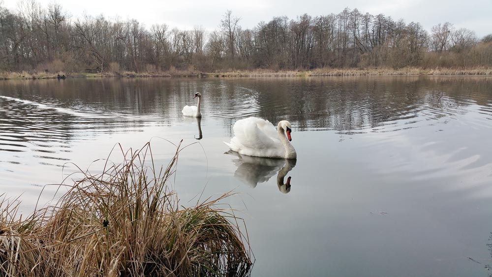 Schwäne bei Walkenried