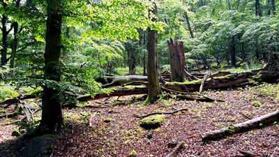 Buchenurwald bei den Sommerklippen