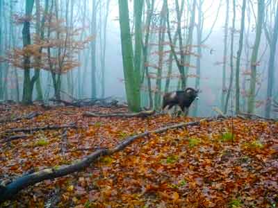 Unser Waldspion hat ein Mufflon entdeckt