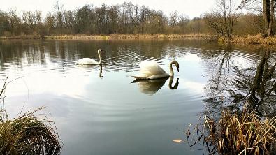 Ein Schwan in Walkenried