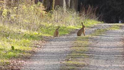 Hasen im Spalier