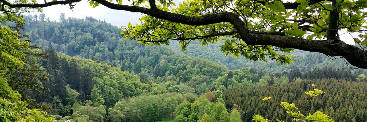 Der Wilhelmsblick bei Treseburg