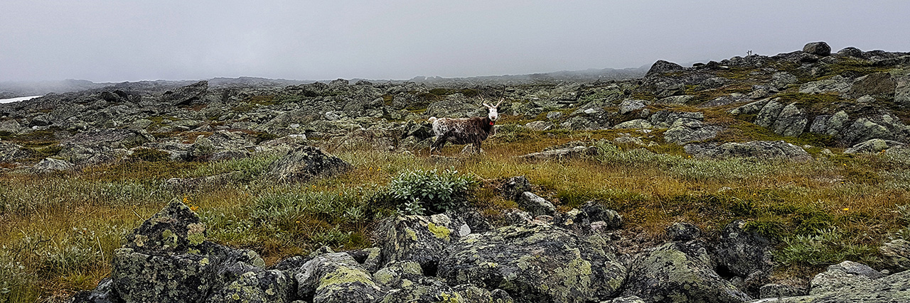 Ein Rentier im Sarek