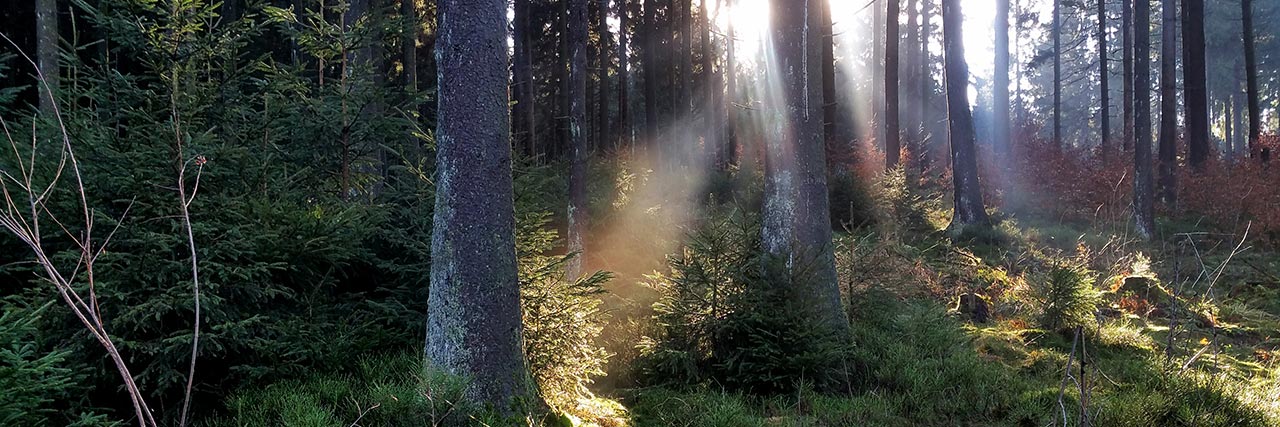 Unterwegs im Oberharzer Wasserregal