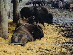 086 Bisongehege Stangerode