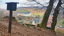 216 Die Lutherbuche bei Stolberg im Fruehling